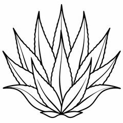 Aloe Vera line art vector