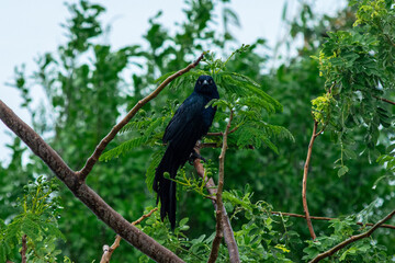 bird on a branch