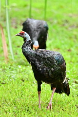 male ocellate dturkey or Guajolote Ocelado in the north west part of Belize, which has orange-red fleshy knobs on its naked bule head and spurs like a rooster, and is threatened throughout its range