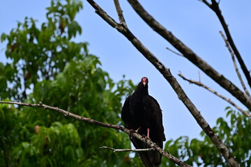 The turkey vulture on the branch of tree in the north west part of Belize, which has a red face