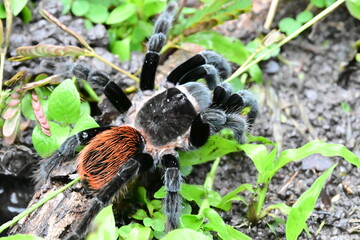 tarantula that has black and red body in the north west part of Belize