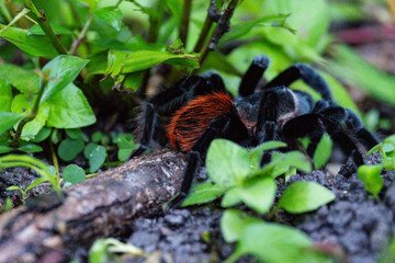 tarantula that has black and red body in the north west part of Belize