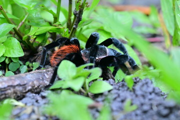 tarantula that has black and red body in the north west part of Belize