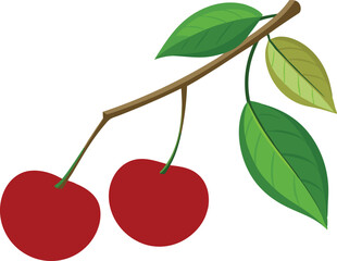 cherry on a branch on white background  