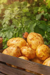 Potatoes in a wooden box on the background of a potato plant. Potato harvest