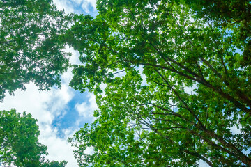 森から見上げる空