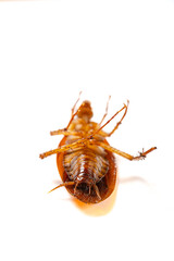 a poisoned and dying cockroach on white background close up at vertical composition