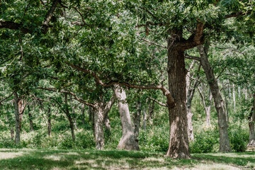 old oak tree