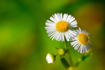 daisy flower in the grass