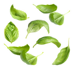 Fresh basil leaves in air on white background