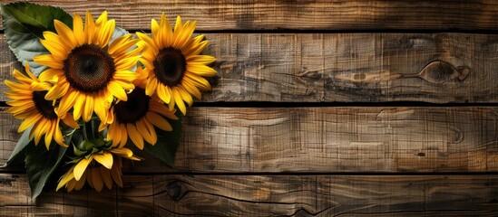 Flat lay composition of stunning sunflowers on a rustic wooden backdrop with copy space image available for text