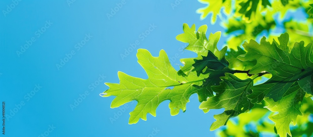 Poster a sprig of vibrant green oak leaves against a clear blue sky in a spring landscape setting positione