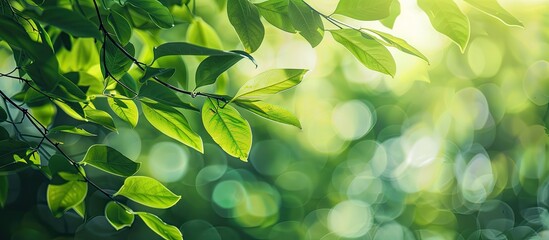 Bokeh background of green leaves in a garden morning scene perfect for banners or product display with copy space image