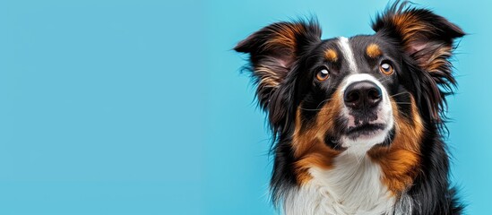 Australian Shepherd dog with red tri color coat set against a blue backdrop perfect for a copy space image