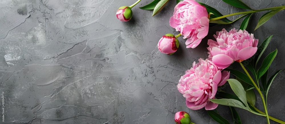 Poster Pink peonies on a textured grey background with an area for text Ample space for copy in the image