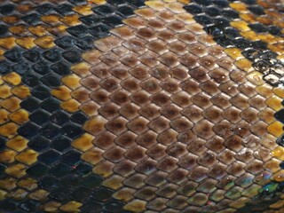 Up close the surface texture of the python skin, the color of the scales is very attractive, very...
