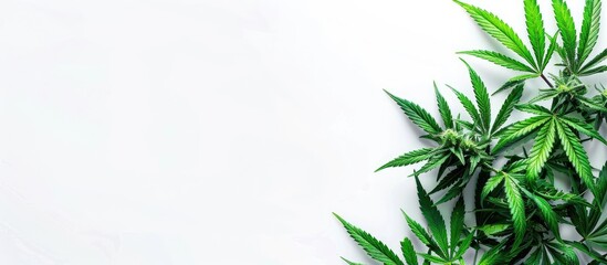 Green cannabis flowers depicted on a white backdrop with copy space image ideal for indoor cultivation