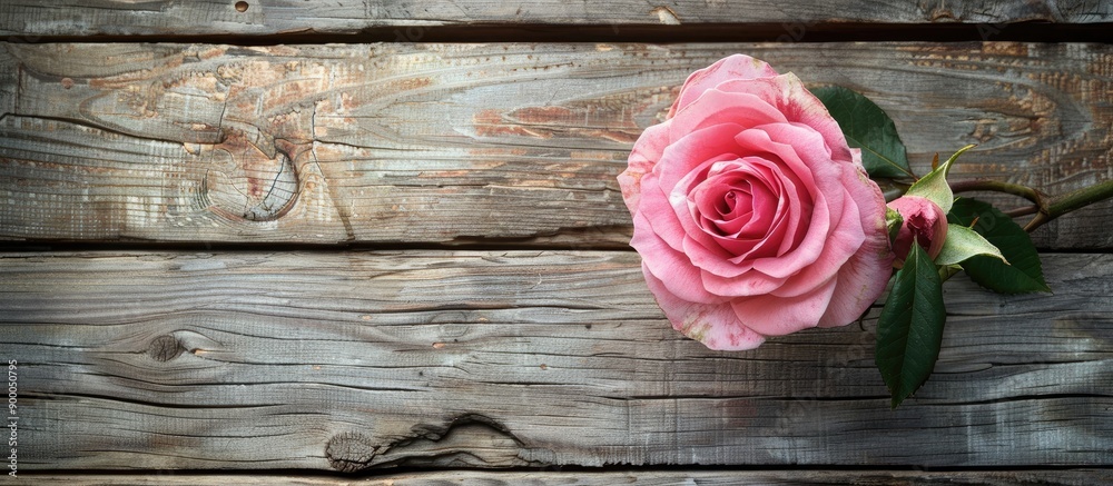 Poster Pink rose on a wooden table with a blank area for a picture. with copy space image. Place for adding text or design