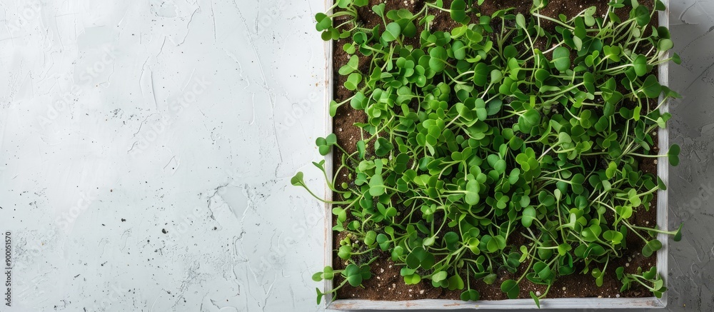 Aufkleber Top view of microgreens and sprouts in a box on a white background with copy space image