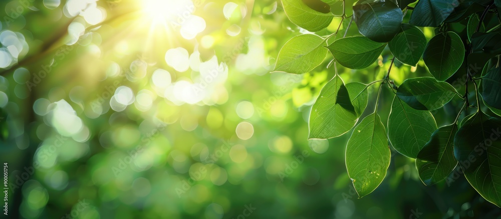 Poster blurry natural background with abstract foliage bright sunlight and green leaf texture perfect for t