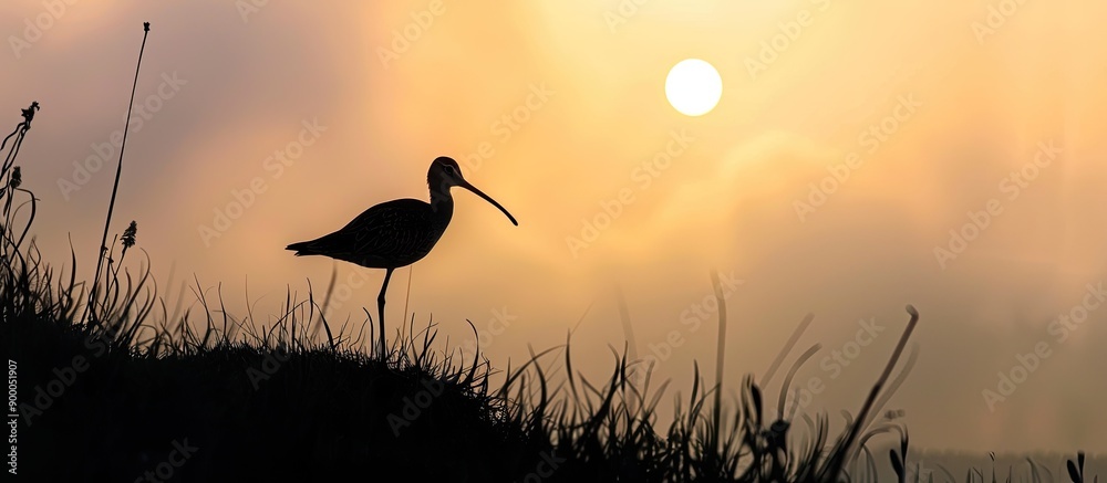 Poster silhouette of a snipe bird against the sky ideal for copy space image