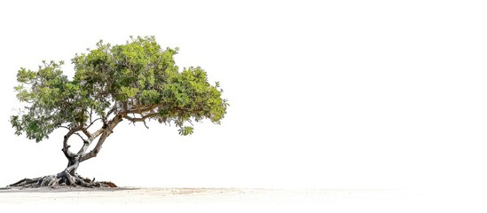 A spiny tree of small to medium size the Ziziphus mauritiana is shown in a copy space image against a white backdrop