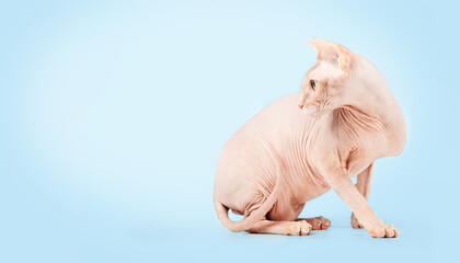 Curious Sphynx cat on colored background. Side view of hairless cat looking backwards at something.  Full body of solid red naked male cat with yellow eyes. Selective focus. Blue background.