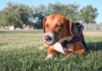 Happy dog with chew bone in mouth lying in grass. Cute puppy dog chewing on something relaxed in public park on meadow. Female Harrier mix dog, medium size. Selective focus.