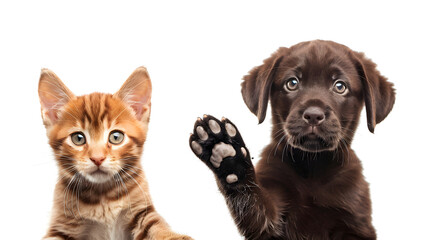 Fototapeta premium Portrait of an Adorable Labrador Puppy and a Kitten on White Background.
