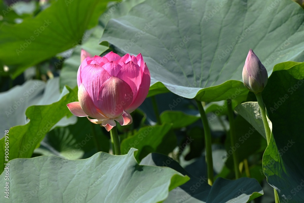 Sticker Scenery of a lotus garden with lotus flowers in full bloom. Summer flower background material.