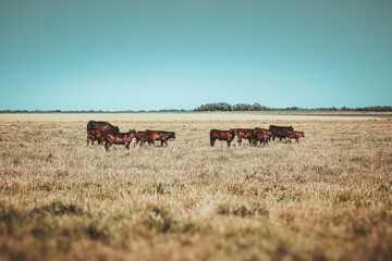Brown cows in the field in Kansas