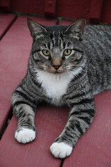 Fototapeta premium Gray Cat