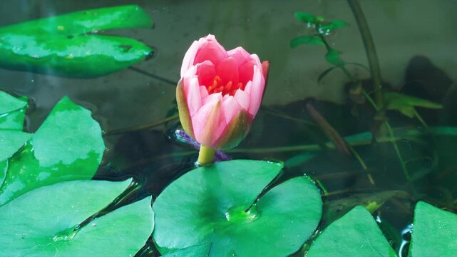4K time lapse footage of blooming red water lily flower from bud to full blossom in waterlily pond, beautiful lotus flower timelapse video close up b roll shot, side view.