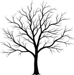 Obraz premium Silhouette of a bare tree