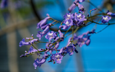 blooming Jacaranda tree in spring, Kathmandu, Nepal.