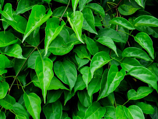 green leaves background, green leaf texture