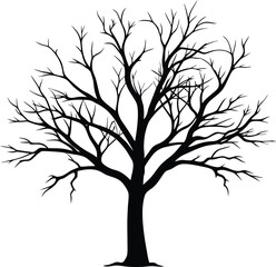 Obraz premium Silhouette of a bare tree