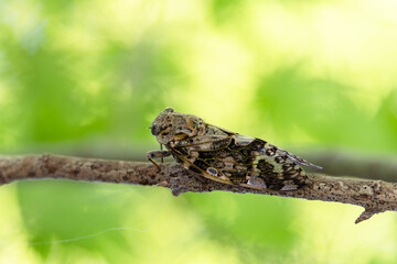 夏イメージ ニイニイゼミ01