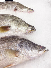 Close up Fresh Asian seabass, giant seaperch, barramundi or silver seaperch fish freezing on ice with copy space at seafood market or supermarket