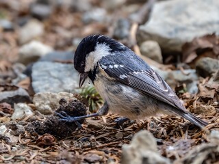 森の中で地面に降りてエサや巣材を集めているヒガラ