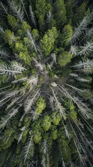 Obraz premium Aerial Panorama of Forest with Dead Trees 