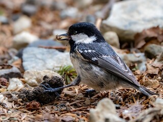 森の中で地面に降りてエサや巣材を集めているヒガラ