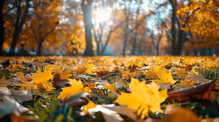 A park with yellow leaves in the fall. There is a carpet of autumn leaves on the grass. The park is warm and sunny in the autumn