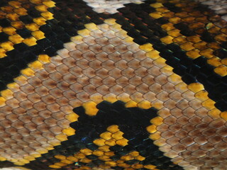 Up close the surface texture of the python skin, the color of the scales is very attractive, very good for the background.