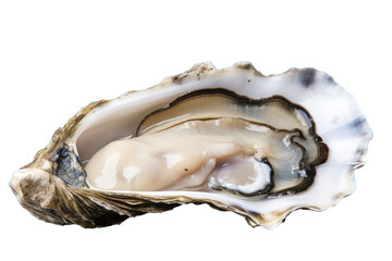 Fresh Oyster on Shell with Natural Texture