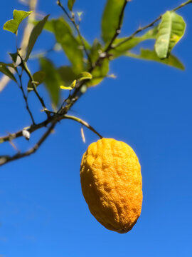 Etrog grow on yellow citron tree