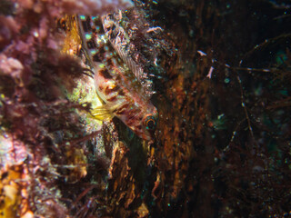 Threefin blenny in Izu