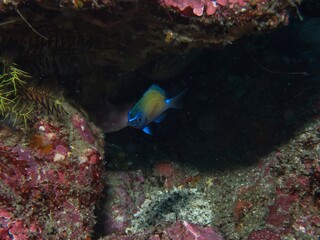 Stout chromis Juvenile in Izu