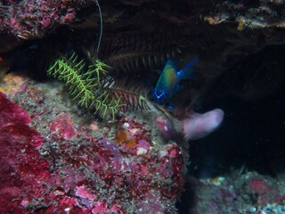 Stout chromis Juvenile in Izu