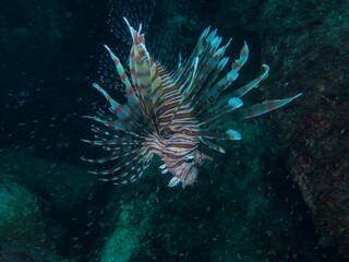 Luna lionfish in Izu